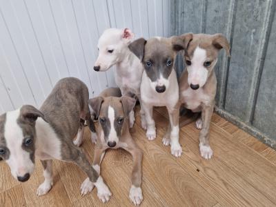 5 gorgeous Whippet puppies for sale in Wexford