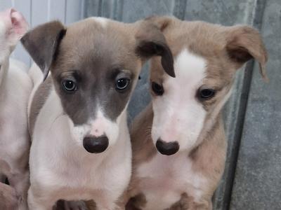 5 gorgeous Whippet puppies for sale in Wexford