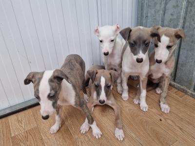 5 gorgeous Whippet puppies for sale in Wexford