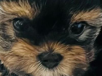 Yorkie Puppies male