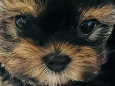 Male Yorkie puppies in Wexford 💙💙💙💙