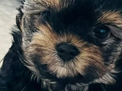 Yorkie Puppies male