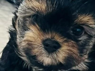 Male Yorkshire Terrier puppies in Wexford 💙💙
