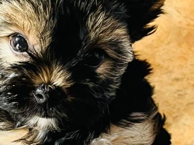Yorkie Puppies male