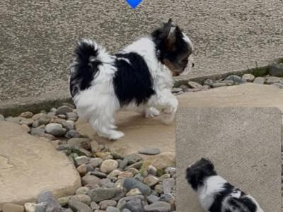 Yorkie Puppies male