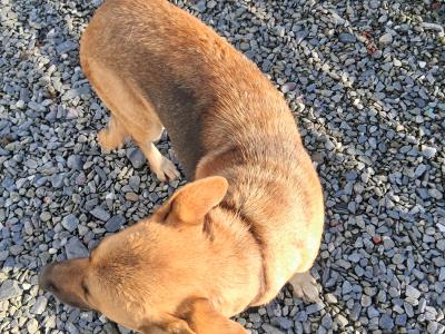 2 German Shepherd puppies in Donegal