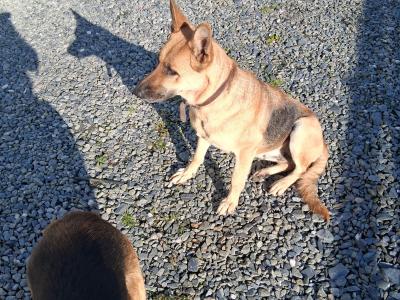 2 German Shepherd puppies in Donegal