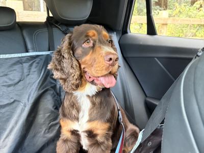 Show Cocker Spaniel for stud in Westmeath