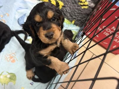 Show Cocker Spaniel for stud in Westmeath