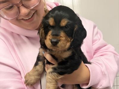Show Cocker Spaniel for stud in Westmeath