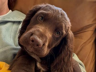 IKC Registered English Cocker Spaniel puppies in Wexford