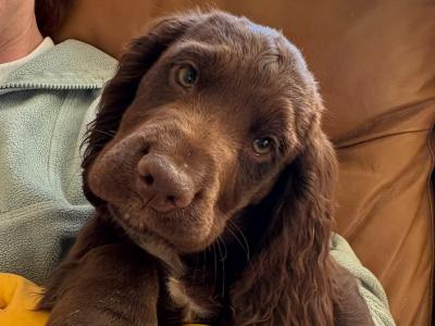 IKC Registered English Cocker Spaniel puppies in Wexford