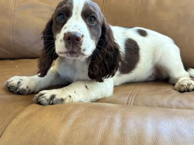 IKC Registered English Cocker Spaniel puppies in Wexford