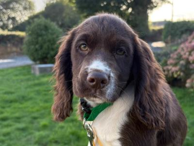 IKC Registered English Cocker Spaniel puppies in Wexford