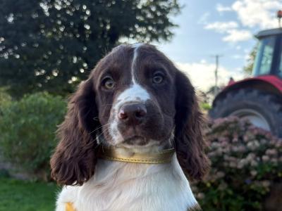 IKC Registered English Cocker Spaniel puppies in Wexford