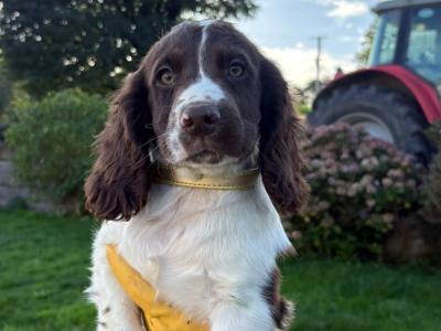 IKC Registered English Cocker Spaniel puppies in Wexford