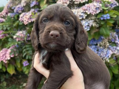 IKC Registered English Cocker Spaniel puppies in Wexford