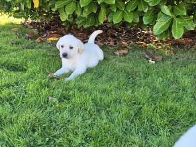 Golden Labrador pups for sale