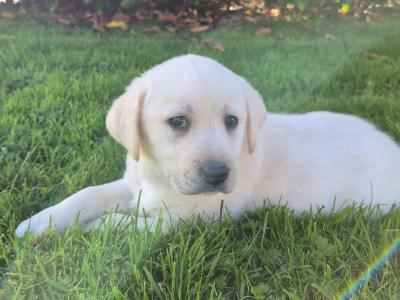 Golden Labrador puppies for sale in Sligo