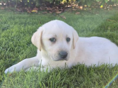 Golden Labrador pups for sale