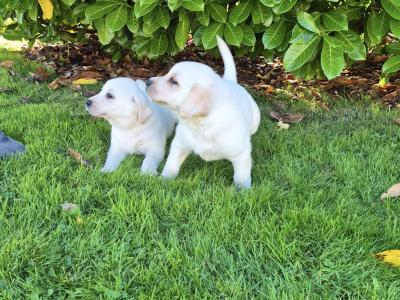 Golden Labrador pups for sale