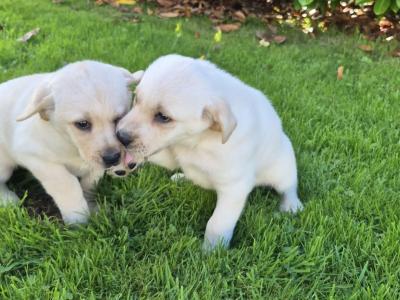 Golden Labrador pups for sale