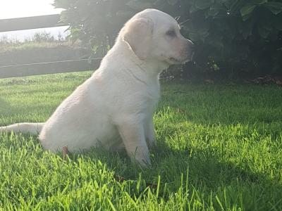 Golden Labrador pups for sale