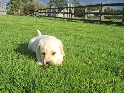 Golden Labrador pups for sale