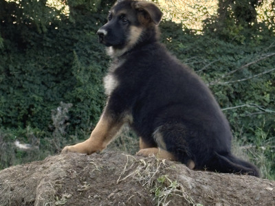 Fabulous IKC Registered (pending) German Shepherd puppies for sale in Wexford