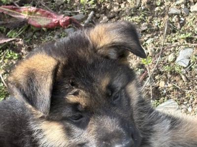 Fabulous IKC Registered (pending) German Shepherd puppies for sale in Wexford