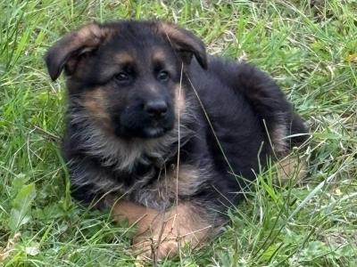 Fabulous IKC Registered (pending) German Shepherd puppies for sale in Wexford