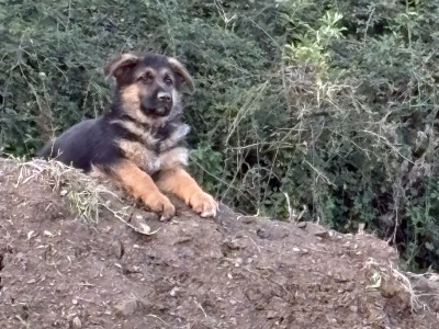 Fabulous IKC Registered (pending) German Shepherd puppies for sale in Wexford