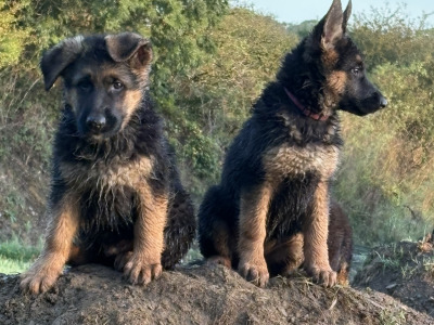 Fabulous IKC Registered (pending) German Shepherd puppies for sale in Wexford
