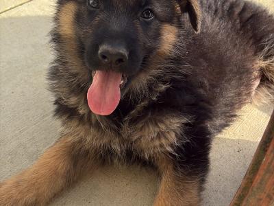 Fabulous IKC Registered (pending) German Shepherd puppies for sale in Wexford
