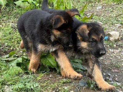 Fabulous IKC Registered (pending) German Shepherd puppies for sale in Wexford