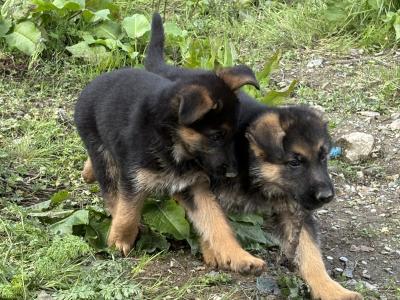 Fabulous German Shepherd pups for sale IKC registered