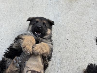 Fabulous IKC Registered (pending) German Shepherd puppies for sale in Wexford