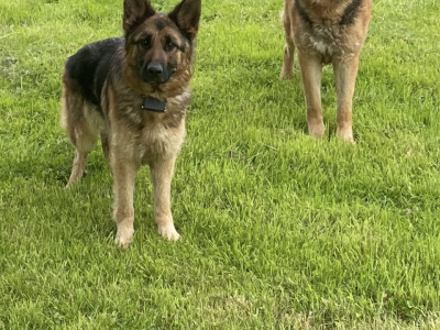 Fabulous IKC Registered (pending) German Shepherd puppies for sale in Wexford