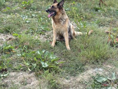 Fabulous IKC Registered (pending) German Shepherd puppies for sale in Wexford