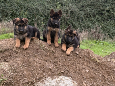 Fabulous IKC Registered (pending) German Shepherd puppies for sale in Wexford