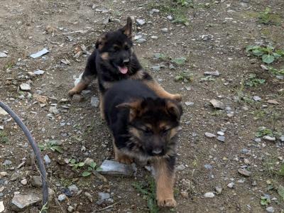 Fabulous IKC Registered (pending) German Shepherd puppies for sale in Wexford