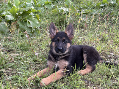 Fabulous IKC Registered (pending) German Shepherd puppies for sale in Wexford