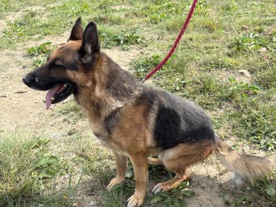Fabulous IKC Registered (pending) German Shepherd puppies for sale in Wexford