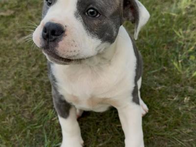 English Bulldogs x Staffy pups