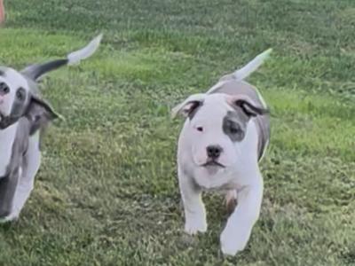 English Bulldogs x Staffy pups