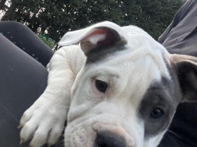English Bulldogs x Staffy pups