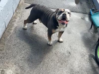 English Bulldogs x Staffy pups