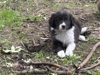 Collie Pups for sale in Cork