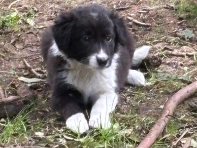 Rough Collie puppies for sale in Cork