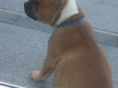 2male IKC Registered Staffordshire Bull Terrier puppies in Laois